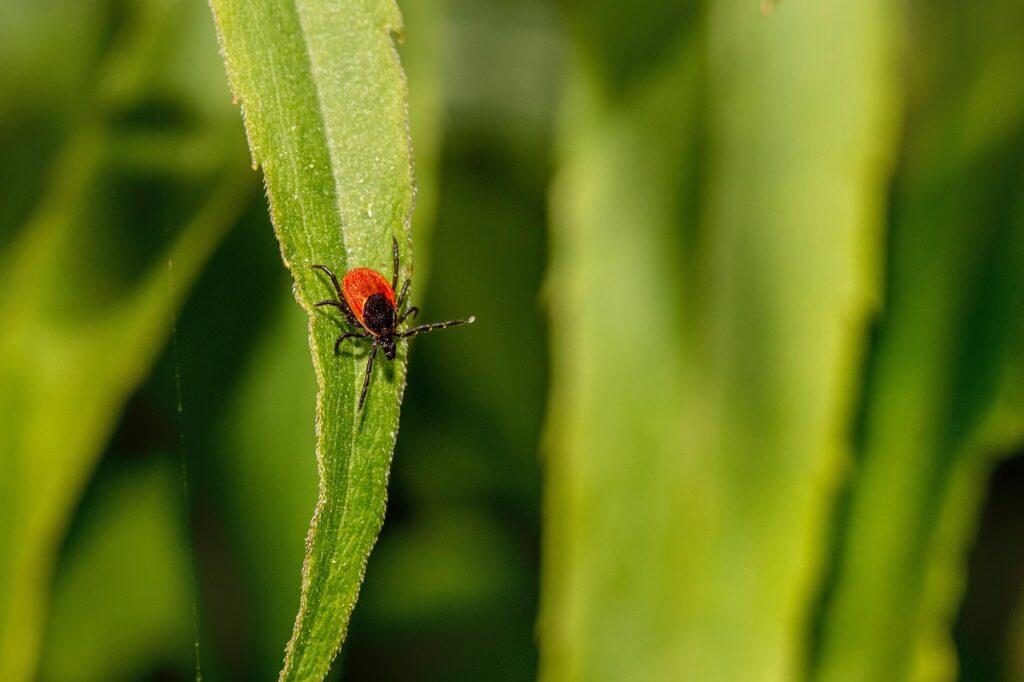 Eine kleine Zecke ist auf dem Blatt einer Pflanze zu sehen.