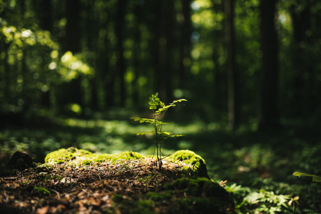 Ein Foto von einem kleinen Sprössling im Wald, der von der Sonne angestrahlt wird. Rundherum liegen Tannennadeln und Moos wächst auf dem Boden. Die kleinen Äste werden bereits von strahlend grünen Blättern geziert.